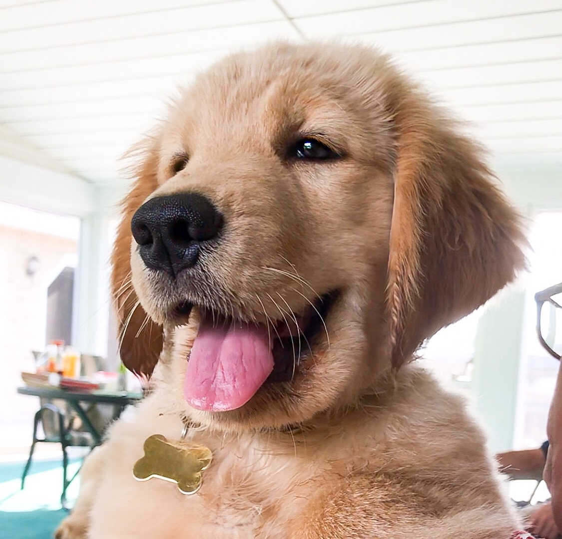 Tucker Budzyn Crowdfunding & Fan Funding Dog Creators & Animal Influencers at FanBeach.com