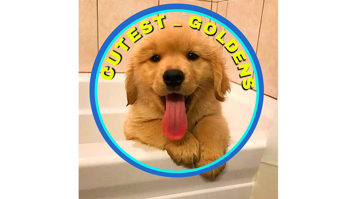 Cutest_Goldens Dog Creators Animal Influencer Crowdfunding